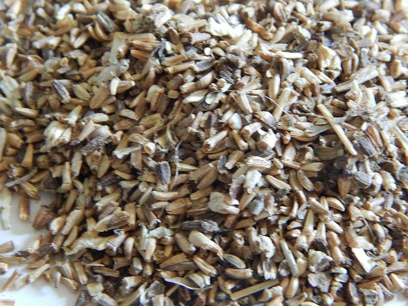 Urancia Kashini Kasini Kacini Kasni Chicory Cichorium Intybus Seeds 100g Seed  (1 per packet)
