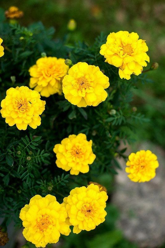 PMB Exotic marigold yellow Seed  (34 per packet)