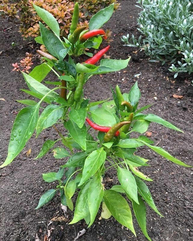 Vijay Sales Mirch/Chilli Plant  (Hybrid, Pack of 1)