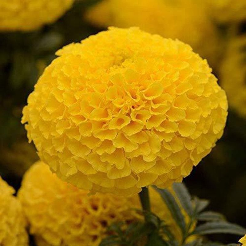 Paudha MariGold yellow Flower Seed  (40 per packet)