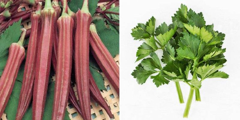 xcentax CELERY CUTTING LEAF, Okra Bhindi Scarlet Red Seed  (20 per packet)