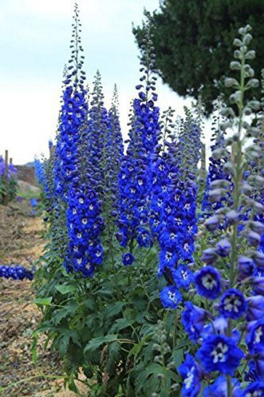 Paudha Delphinium Imperial mix Seed  (25 per packet)