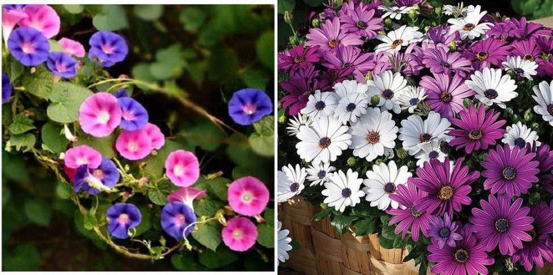 dreamseawaves Hollyhock & Osteospermum Seed  (20 per packet)