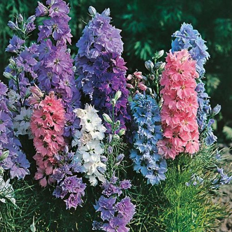 Mozette Larkspur Flower Seed  (42 per packet)