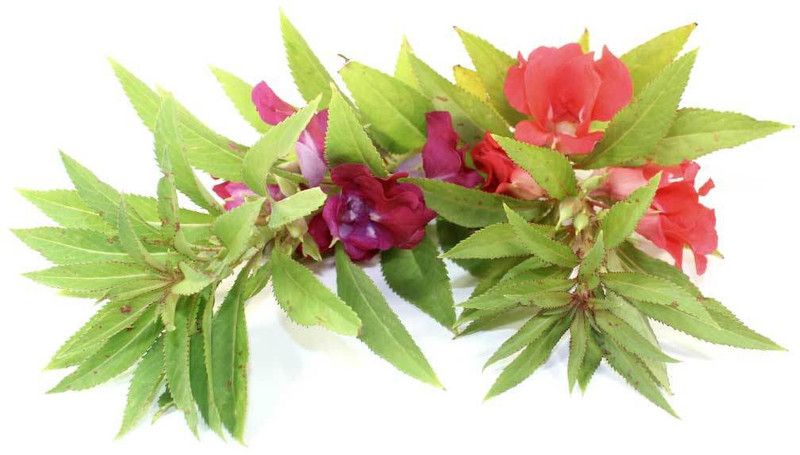seedagro Balsam Mixed Seed  (295 per packet)