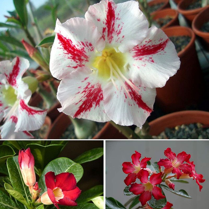 Qualtivate ® Adenium Flower Tropical Flower Plant Seeds(40 Seeds) Seed  (40 per packet)