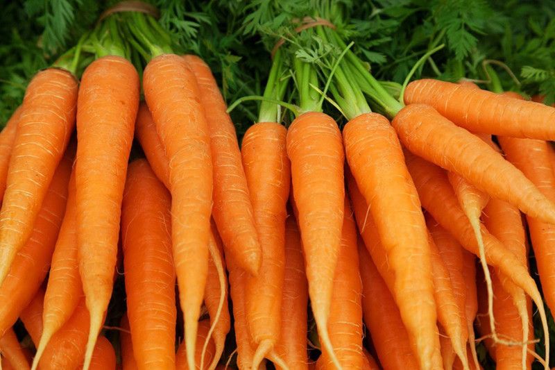 FERNSFLY® Orange Carrot Vegetables Seeds for Home and Garden seeds Pack for Gardening. Seed  (60 per packet)