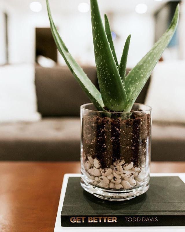 Eco Ocean Aloe Vera Plant  (Hybrid, Pack of 1)