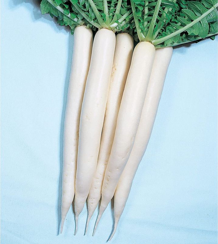VINTI Radish Seeds - Mino Early Seed  (2500 per packet)