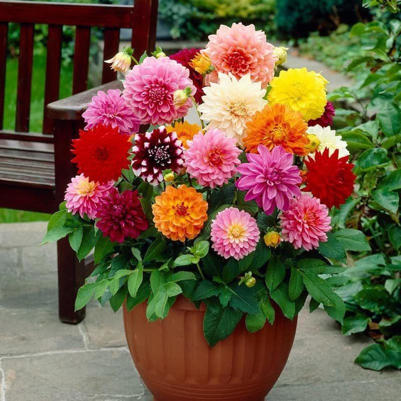 KANAYA Dahlia Seeds Hybrid Seed  (74 per packet)