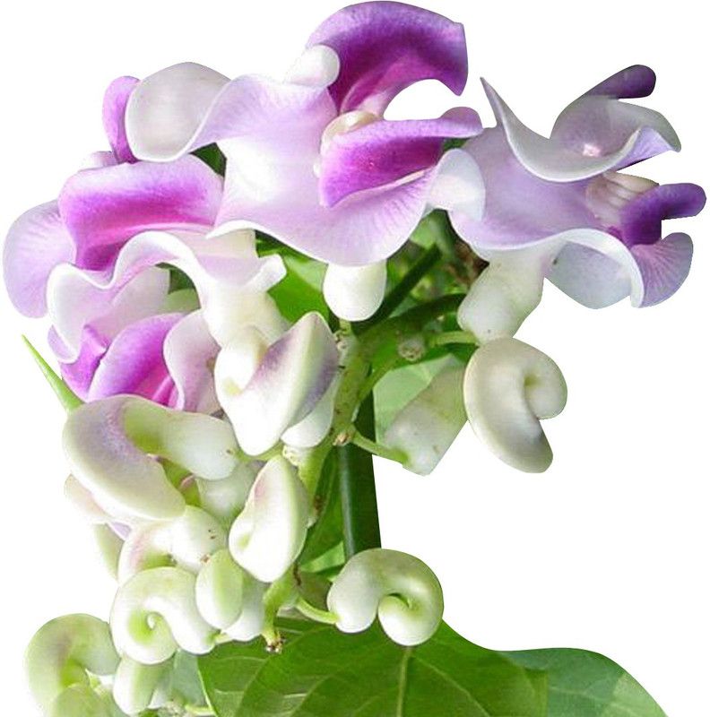 Futaba Rare Japanese snail vine Purple - 20 Pcs Seed  (20 per packet)