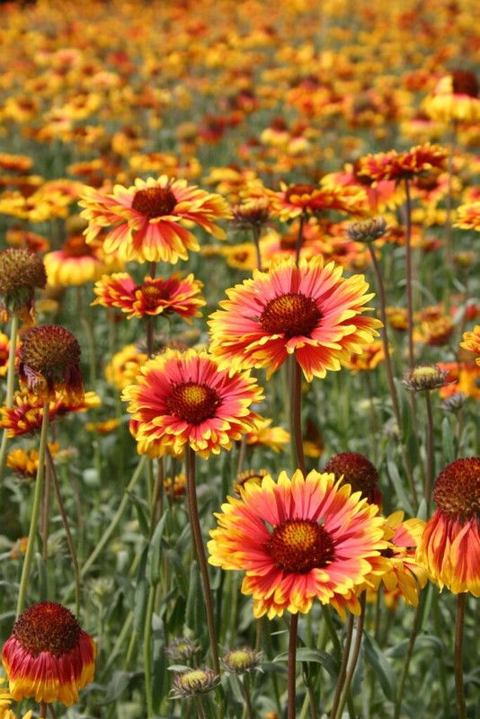 WATIKA Blanketflower – Indian Perennial Seed  (90 per packet)