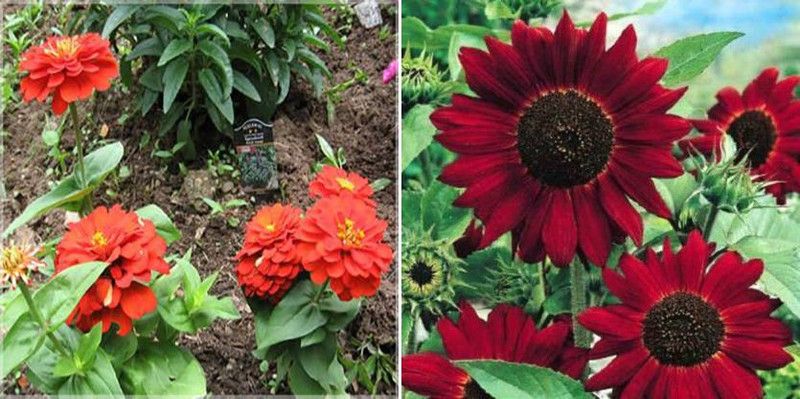 xcentax Zinnia Red & sunflower red Seed  (20 per packet)
