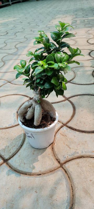 Flowers N Plants Ficus Bonsai Plant  (Pack of 1)