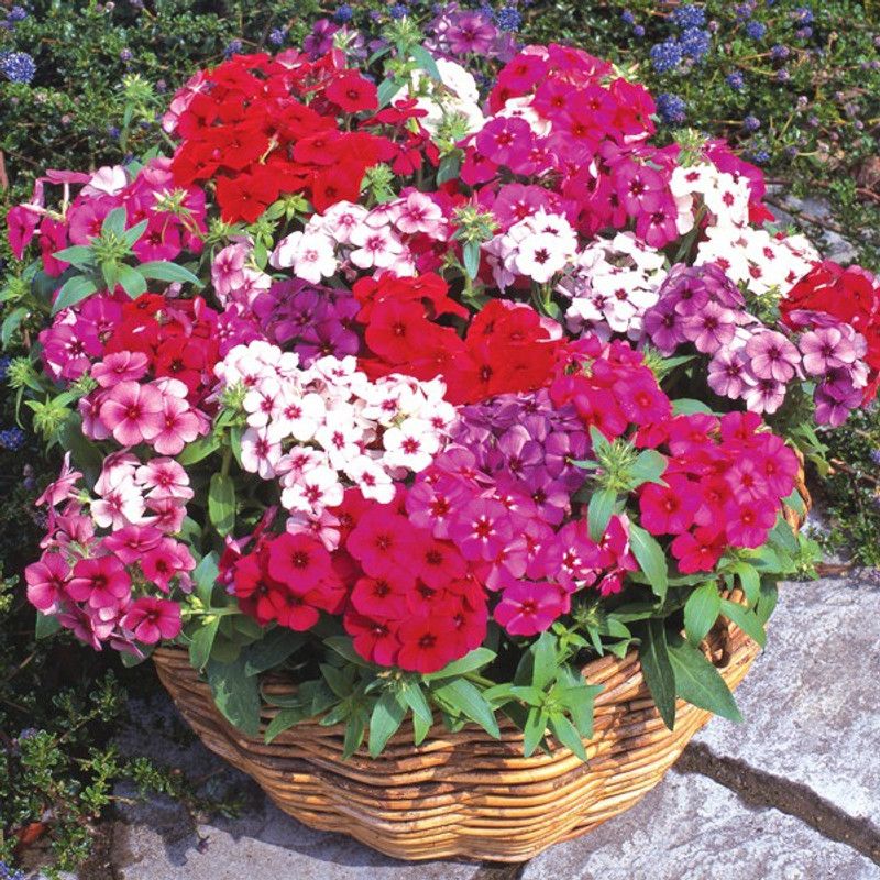 Paudha Phlox Mix Flower Seed  (32 per packet)