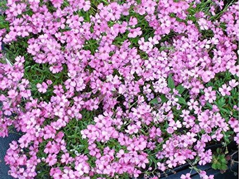 CYBEXIS Elegant Baby'S Balcony Flowers Starry Gypsophila Seeds Seed  (1 g)