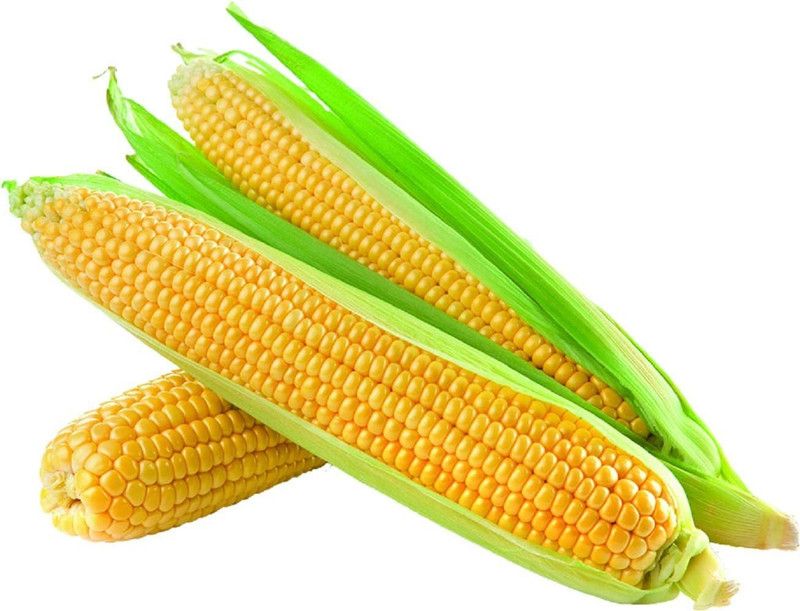 VibeX ® VLR-422 Corn Super Sweet(Yellow) Seed  (500 per packet)