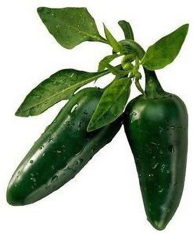 Qualtivate ™ 
Hot Jalapeno Pepper Seeds Seed  (1000 per packet)