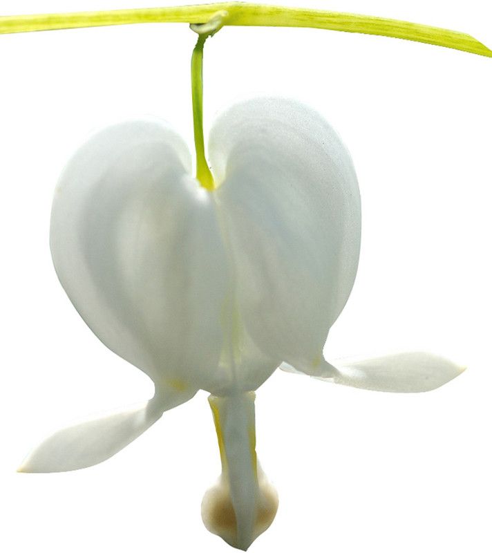 Redoak Dicentra Spectabilis Heart Shaped Flower Seeds - White - 100 Pcs Seed  (100 per packet)
