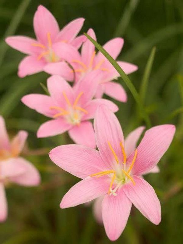 Bee Green Lily Plant  (Hybrid, Pack of 1)