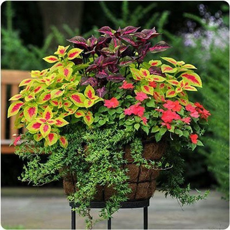 KANAYA Coleus Rainbow Seed  (34 per packet)