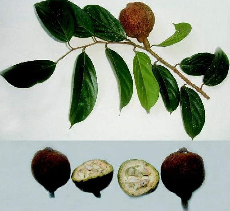 VibeX ® XLR-62 Indian Almond Terminalia catappa Seed  (25 per packet)