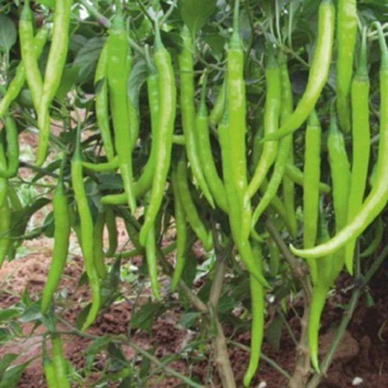 Paudha Green chilli plant Seed  (15 per packet)