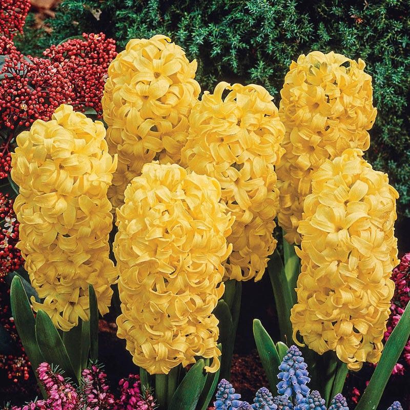 FERNSFLY® Imported Hyacinth Bulbs Indoor Outdoor Flower Blooming Pack of 1 City of Haarlem Seed  (1 per packet)
