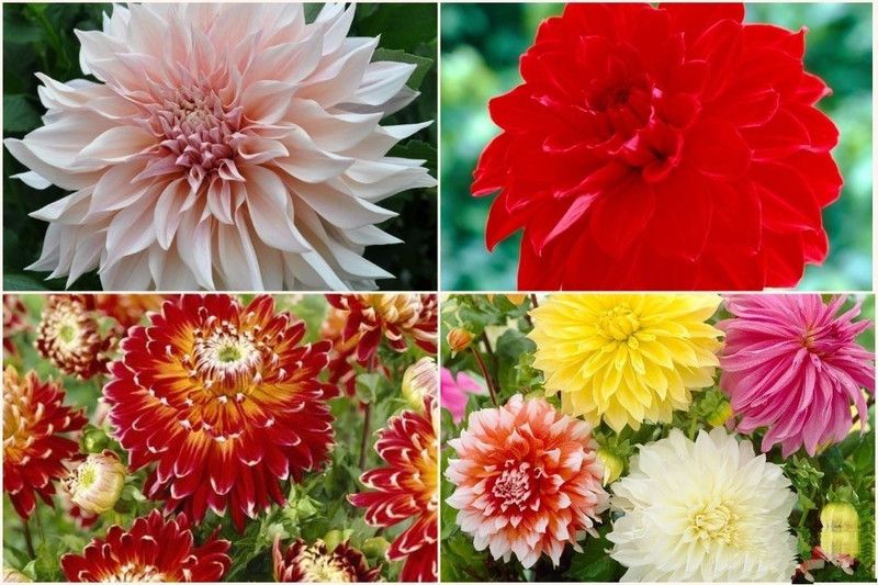 FERNSFLY® IMP. Dahlia | Dhalia | Dahalia Perennial Flower Bulbs Excellent Quality Attractive Aromatic Flower Home Outdoor Gardening Flowering Bulbs (Pack of 5 The Multi Mix Dahlia) Seed  (5 per packet)
