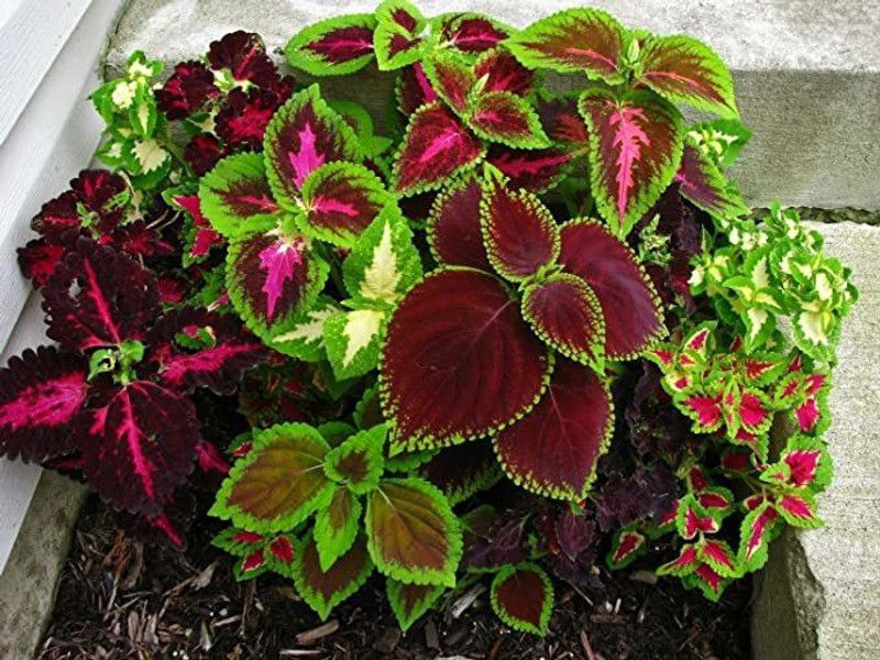 KANAYA Coleus Rainbow Flower Seed  (28 per packet)