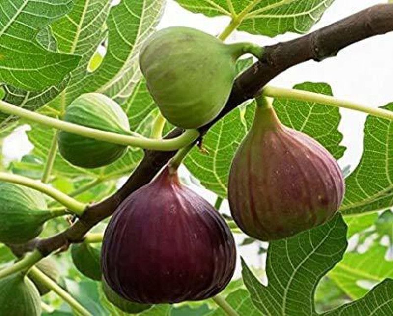 Getflix Gular/Cluster Fig Plant  (Hybrid, Pack of 1)