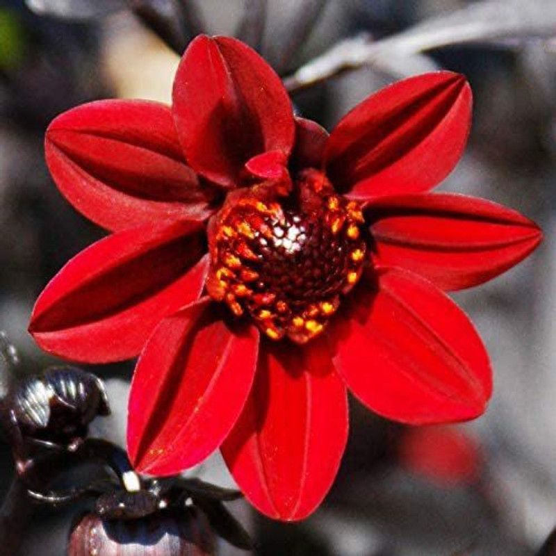 CYBEXIS Pulp Fiction Dahlia Seeds Seed  (50 per packet)