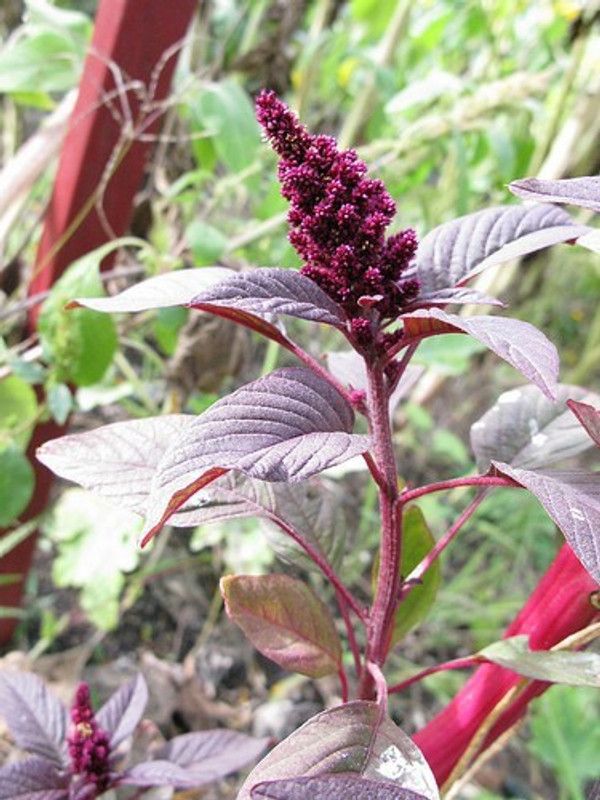 Mozette Amaranthus red Seed  (70 per packet)