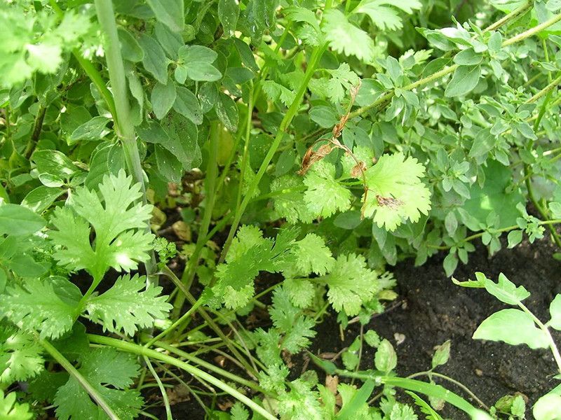 VibeX ® VXI-41 Mexican Specialty Cilantro Seed  (500 per packet)