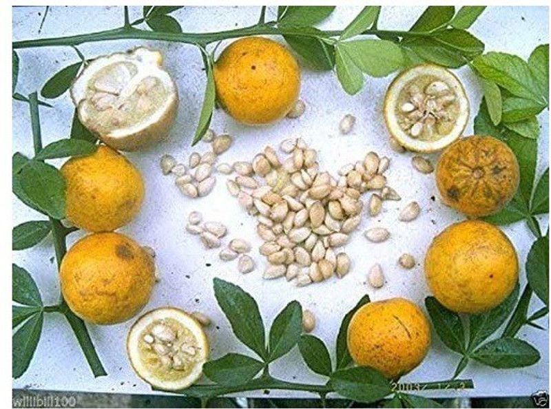 DIOART ™Dwarf Orange Seeds Fruit Seeds For Organic Farming Fruit Seeds Garden Pack-938 Seed  (75 per packet)