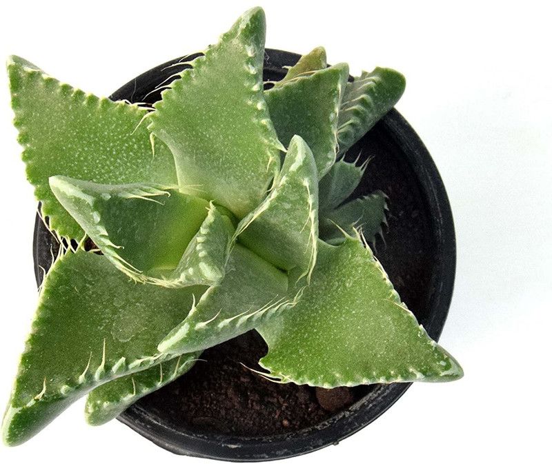 India Gardening Cissus Plant  (Hybrid, Pack of 1)