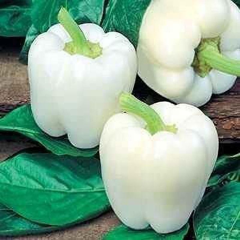 JRYU Green Capsicum Seed  (190 per packet)