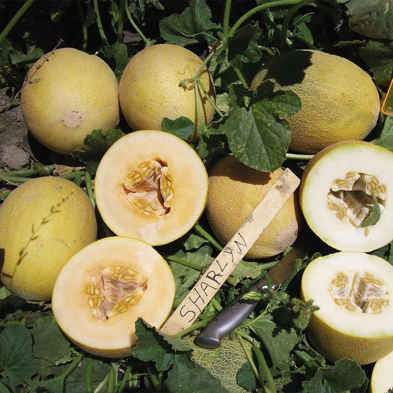 WILLVINE VVI-345 Organic Sharlyn Musk Melon Seeds Seed  (200 per packet)