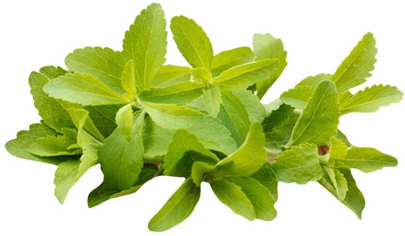 WILLVINE Stevia Rebaudiana Seeds Seed  (500 per packet)