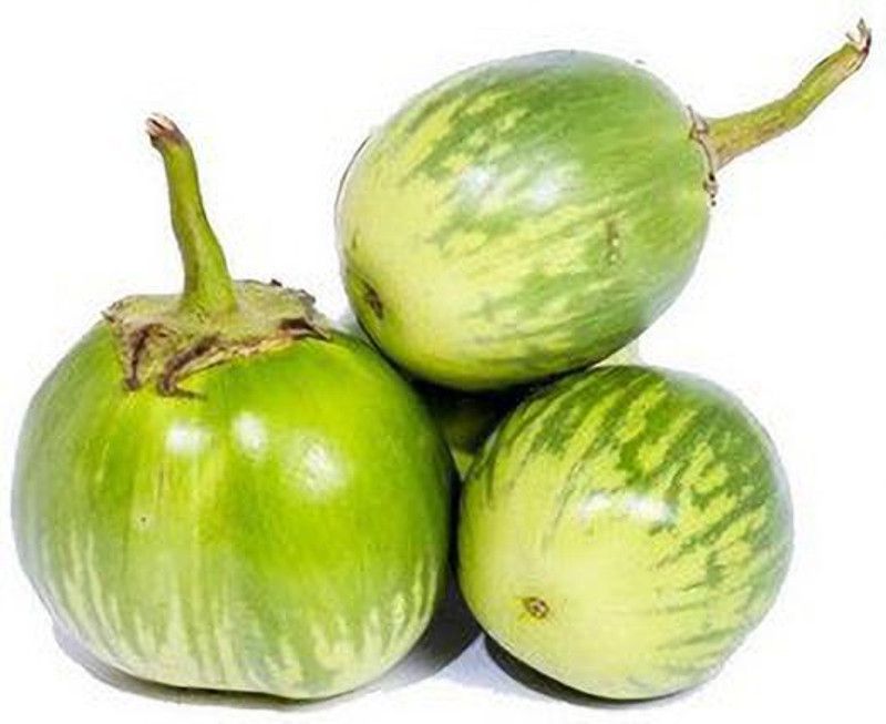 Nodoc Branjal green round Seed  (86 per packet)