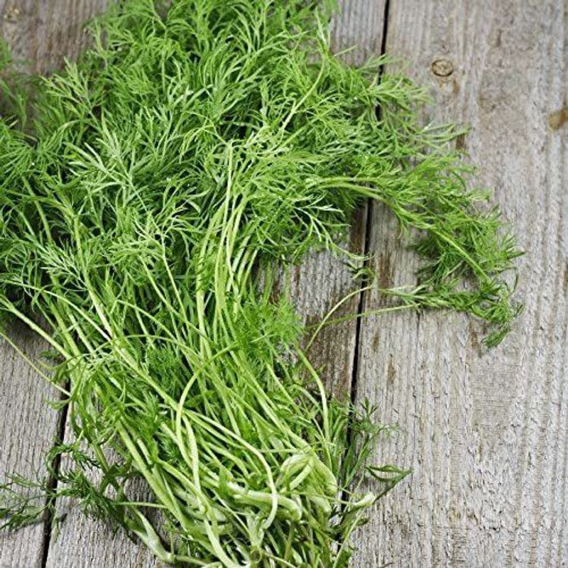 VibeX ® RXI-218 Dill Seeds - Hera Organic Seed  (500 per packet)