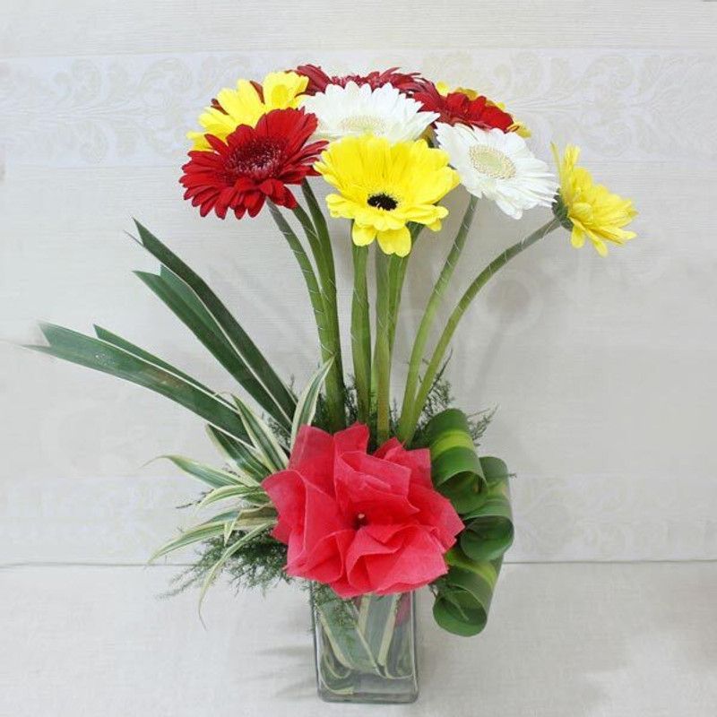 Mozette Exotic gerbera Seed  (14 per packet)