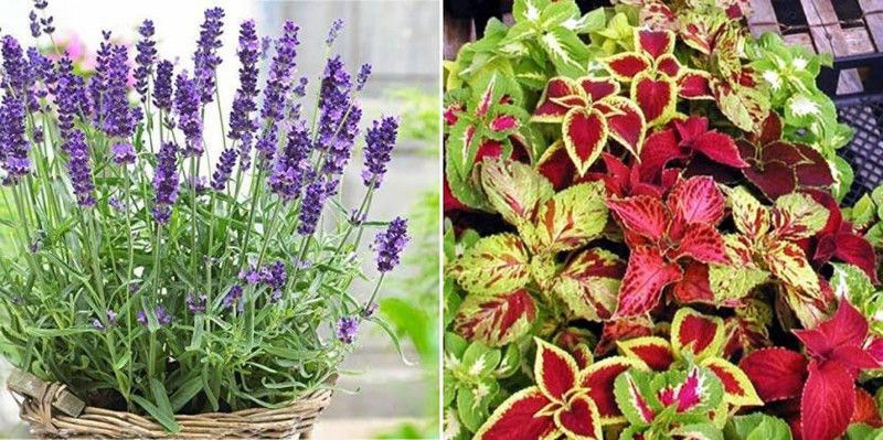 xcentax Lavender Microgreen, COLEOUS Seed  (20 per packet)
