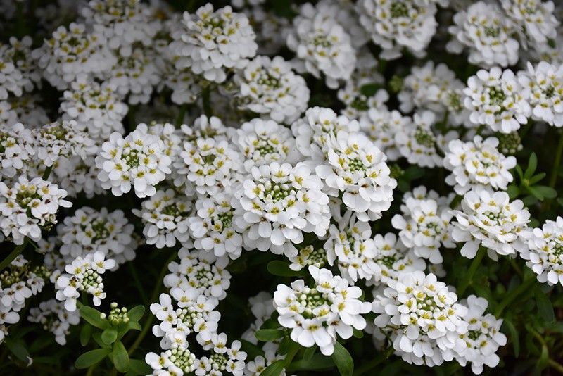 PLANTZON Candytuft Seed  (16 per packet)