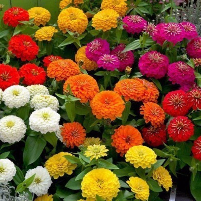 PLANTZON Zinnia-Dahlia Seed  (21 per packet)