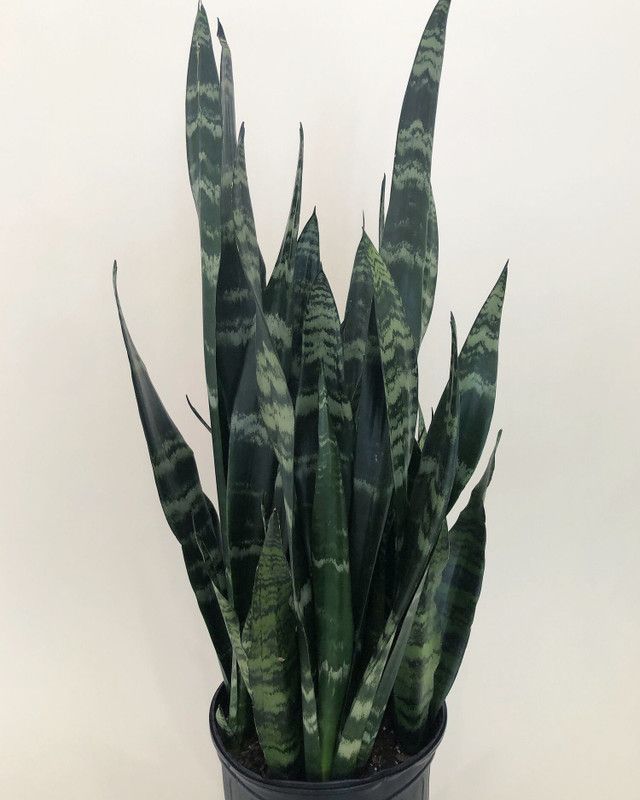 Zomoloco Snake Plant  (Hybrid, Pack of 1)