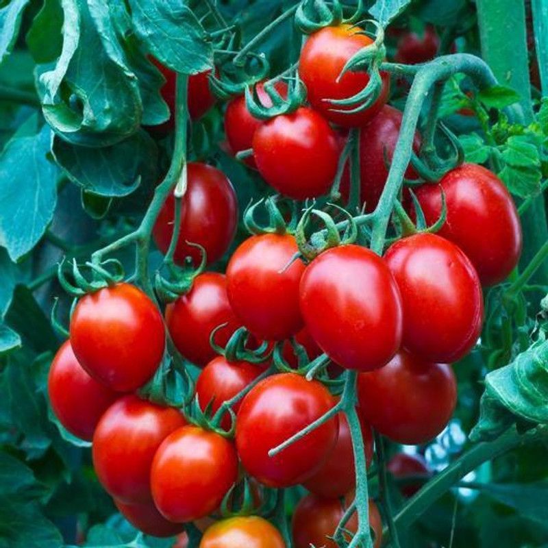 SimXotic Cherry Tomato Hybrid Vegetable Quality Seeds - 50 Seeds Seed  (50 per packet)