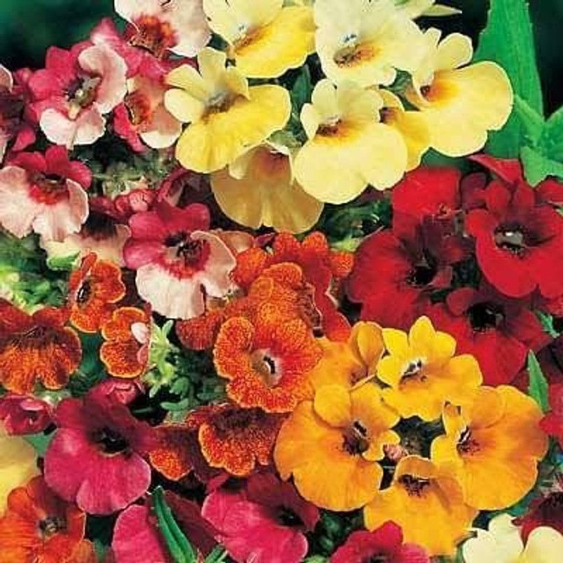 KANAYA Morning Glory Hybrid Flower Seed  (15 per packet)