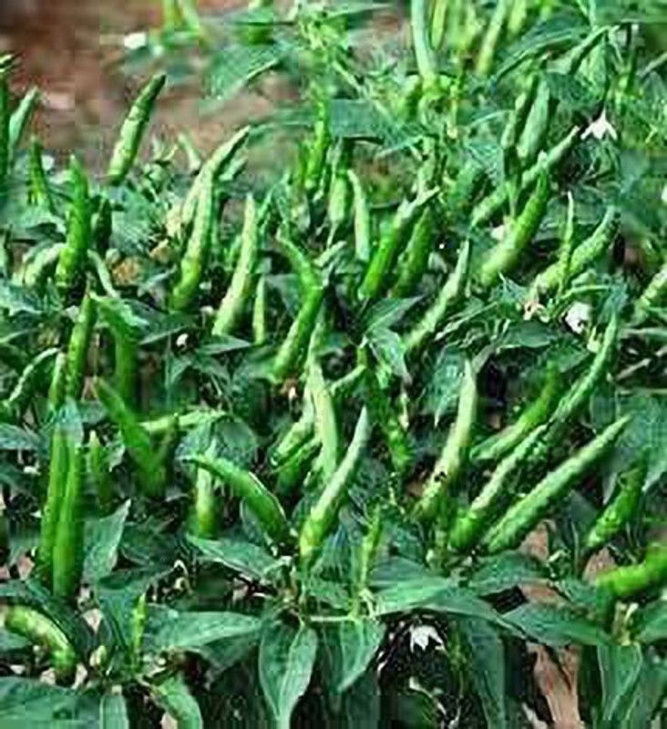 KANAYA Pepper Chilli Hybrid Seed  (225 per packet)