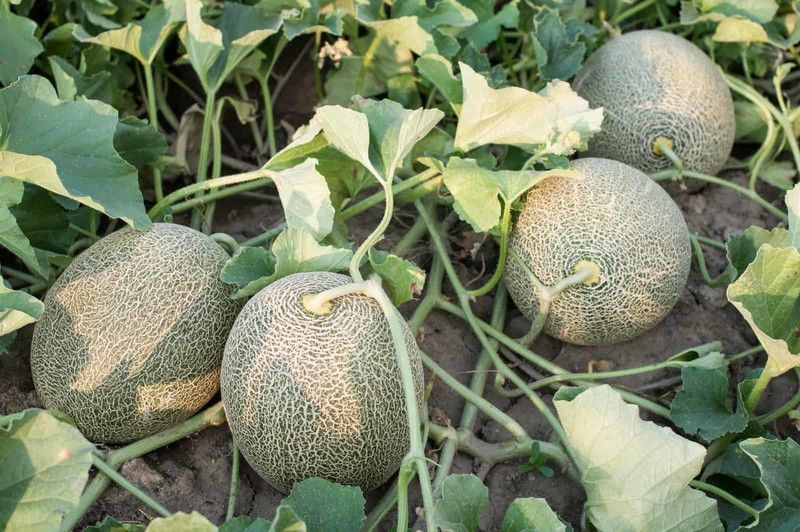 XOLDA Hybrid Muskmelon Seed  (74 per packet)